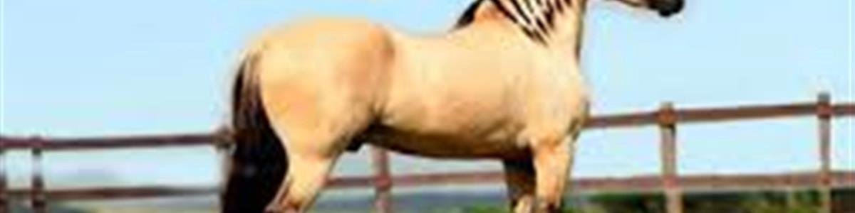 Histria do cavalo Mangalarga Marchador